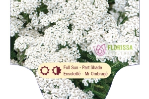 Achillea 'New Vintage White' New 2025